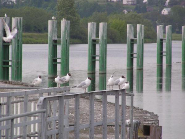 P5280078(SWeg).JPG